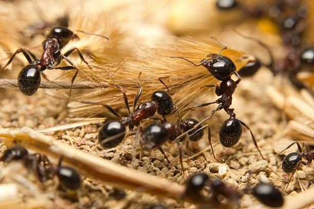 Black Ants Control